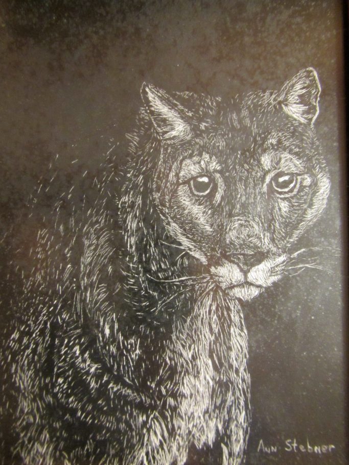 Scratch art paper drawing of a mountain lion.